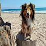 animal, beach, canine, coast, daylight, dog, fur, happy, nature, ocean, outdoor, pet, portrait, sand, sky, smiling, sunny, tree_stump, water, waves