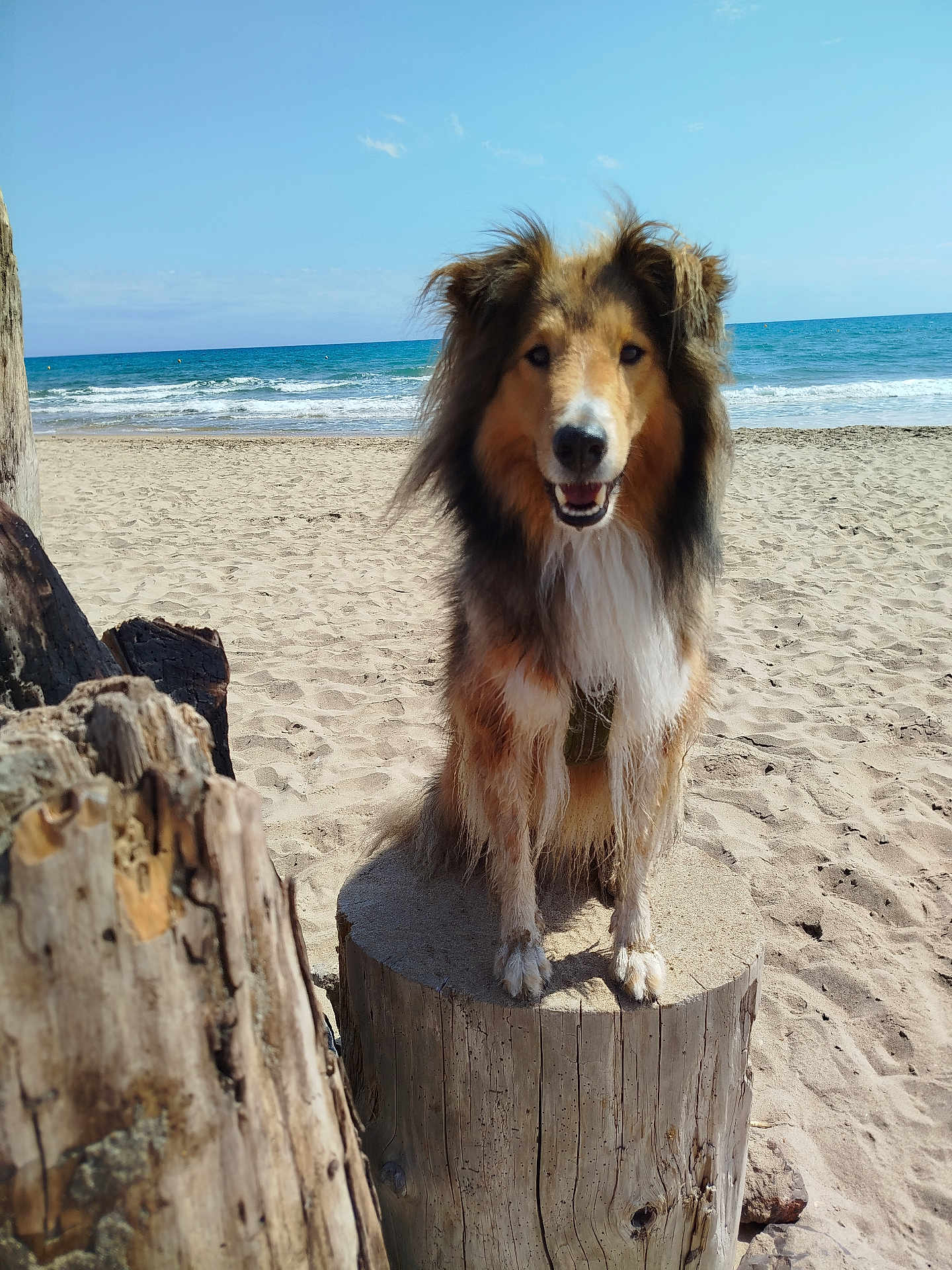 Swan participe au concours pour gagner de l'argent avec cette photo : animal, beach, canine, coast, daylight, dog, fur, happy, nature, ocean, outdoor, pet, portrait, sand, sky, smiling, sunny, tree_stump, water, waves