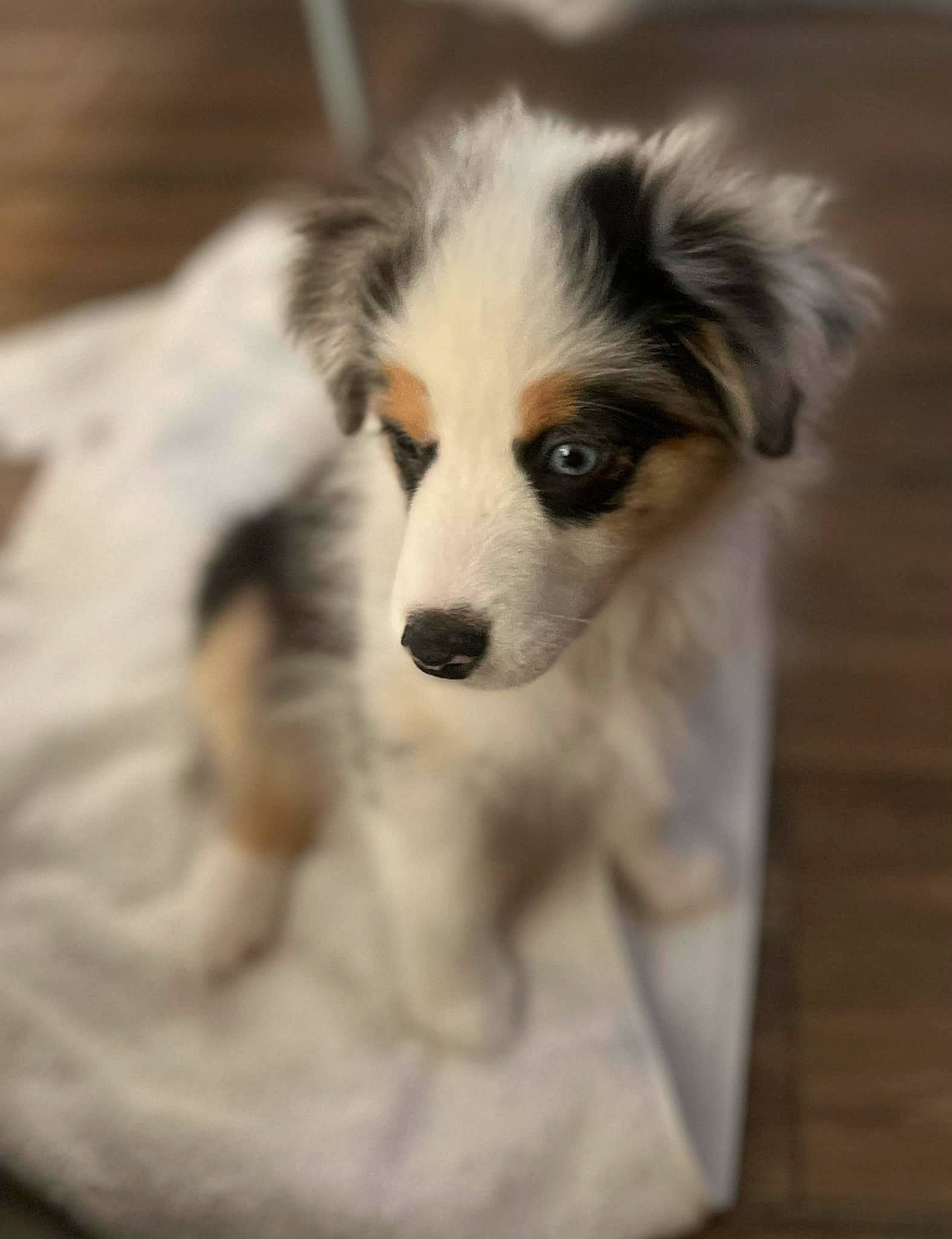 Halo is registered to the contest to win money with this photo: ancient_dog_breeds, australian_shepherd, canidae, carnivore, collie, companion_dog, dog, dog_breed, fur, herding_dog, miniature_australian_shepherd, puppy, scotch_collie, snout, sporting_group, terrestrial_animal, toy_dog, whiskers, working_animal, working_dog