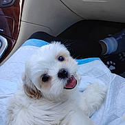 Mitzi is registered to the contest to win money with this photo: puppy, dog, white_fur, fluffy, cute, pet, animal, car_interior, blanket, happy, tongue_out, looking_back, small_dog, companion, cozy, indoor, seat, black_nose, friendly, adorable
