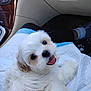 puppy, dog, white_fur, fluffy, cute, pet, animal, car_interior, blanket, happy, tongue_out, looking_back, small_dog, companion, cozy, indoor, seat, black_nose, friendly, adorable