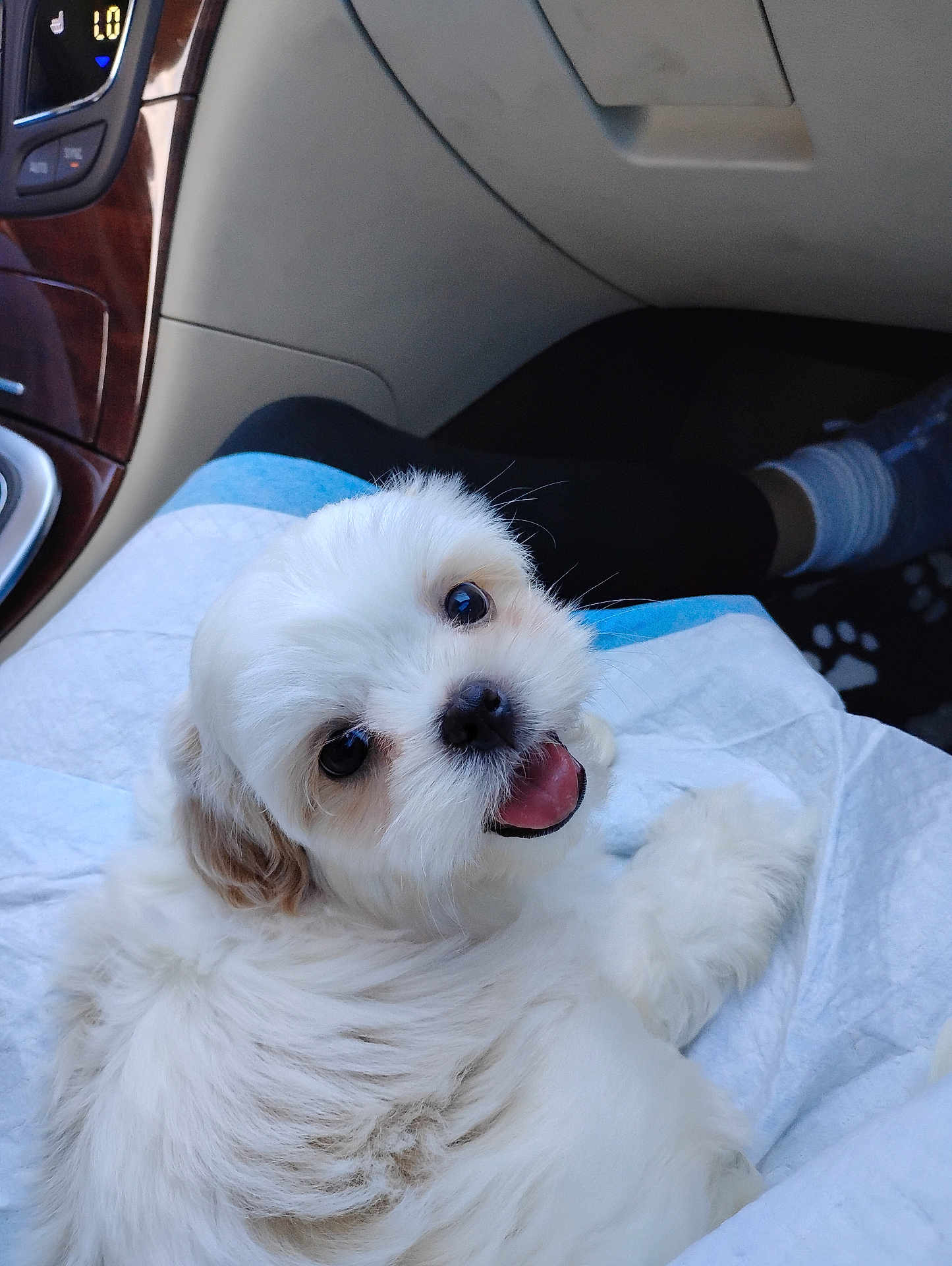 Mitzi is registered to the contest to win money with this photo: puppy, dog, white_fur, fluffy, cute, pet, animal, car_interior, blanket, happy, tongue_out, looking_back, small_dog, companion, cozy, indoor, seat, black_nose, friendly, adorable