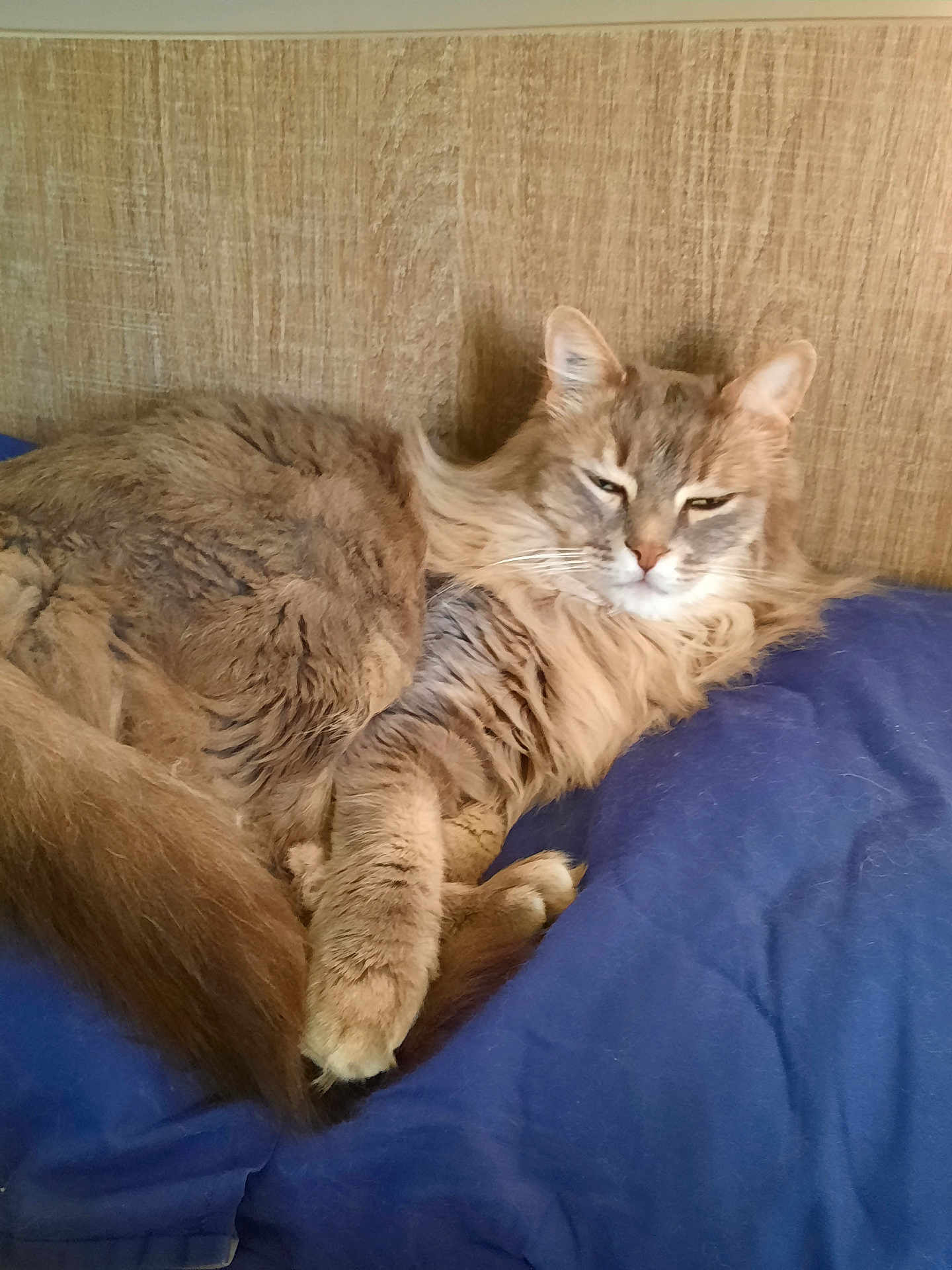 O'Malley a rejoint le concours — aidez-le/la à gagner de superbes lots ! cat, fluffy, relaxed, sleepy, cushion, blue, wooden_background, pet, feline, indoor, cozy, fur, animal, resting, whiskers, tail, ears, paw, comfort, domestic