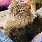 O'Malley a rejoint le concours — aidez-le/la à gagner de superbes lots ! animal, cat, close_up, cozy, cushion, domestic, feline, fluffy, furniture, green_eyes, indoor, living_room, mammal, pet, relaxed, resting, sofa, table, textured_surface, wood_floor