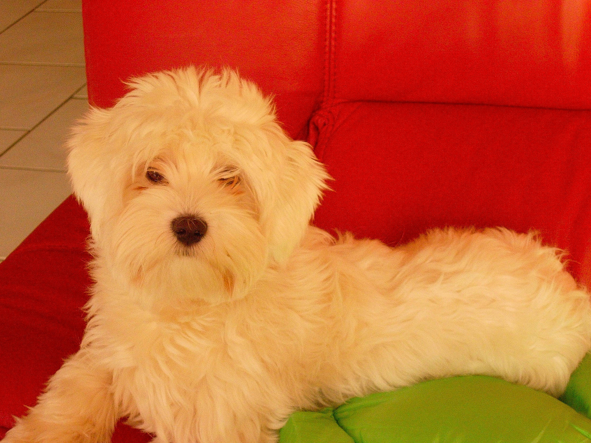 Didou a rejoint le concours — aidez-le/la à gagner de superbes lots ! canidae, carnivore, companion_dog, couch, dog, dog_breed, flooring, maltepoo, non_sporting_group, small_terrier, sporting_group, terrier, toy_dog, water_dog, working_animal