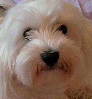 Didou participe au concours pour gagner de l'argent avec cette photo : canidae, carnivore, close_up, companion_dog, dog, dog_breed, fur, maltepoo, natural_material, non_sporting_group, small_terrier, sporting_group, terrestrial_animal, terrier, toy_dog, working_animal