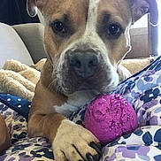 Zara joined the competition — help win amazing prizes! dog, paw, toy, ball, blanket, indoor, close_up, brown, white, chewed, pet, animal, cute, face, ears, nose, fur, claw, resting, home