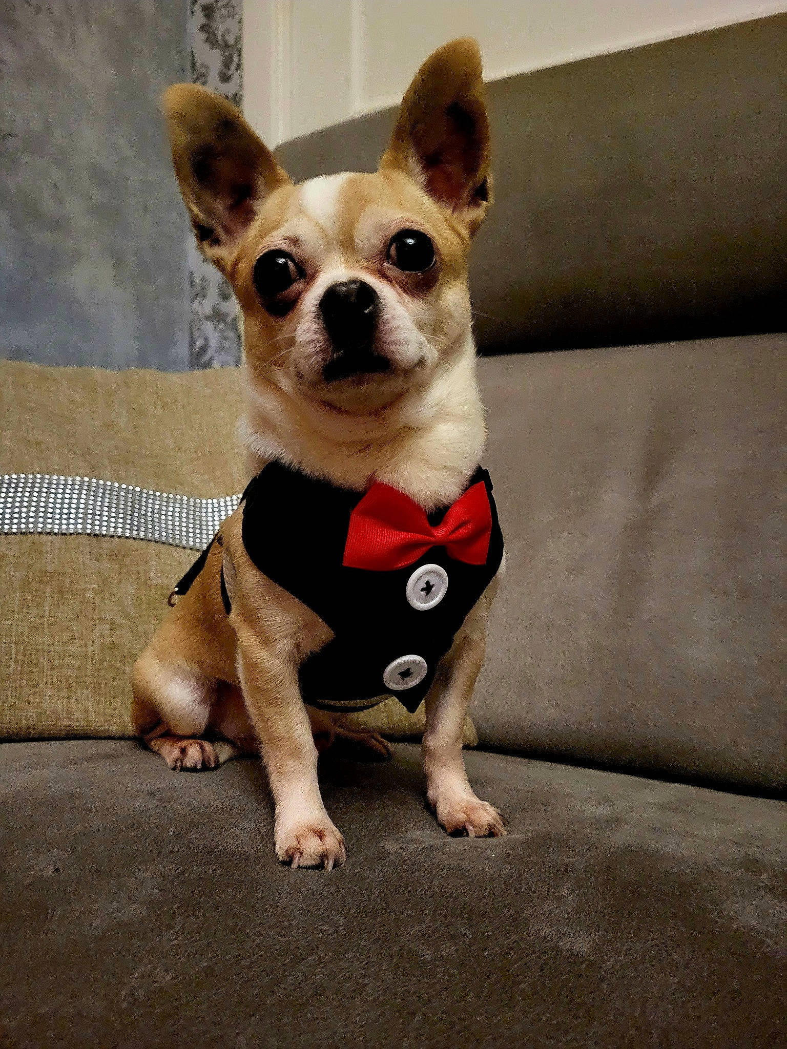 Malko participe au concours pour gagner de l'argent avec cette photo : canidae, carmine, carnivore, chihuahua, collar, companion_dog, couch, dog, dog_breed, dog_clothes, dog_collar, dog_supply, fawn, fur, paw, snout, sporting_group, toy_dog, whiskers, working_animal