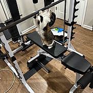 Daisy joined the competition — help win amazing prizes! cat, gym_equipment, barbell, bench, home_gym, wooden_floor, indoor, pet, animal, feline, exercise, fitness, weightlifting, strength_training, white_wall, door, flooring, black_padding, metal_frame, playful