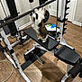 cat, gym_equipment, barbell, bench, home_gym, wooden_floor, indoor, pet, animal, feline, exercise, fitness, weightlifting, strength_training, white_wall, door, flooring, black_padding, metal_frame, playful