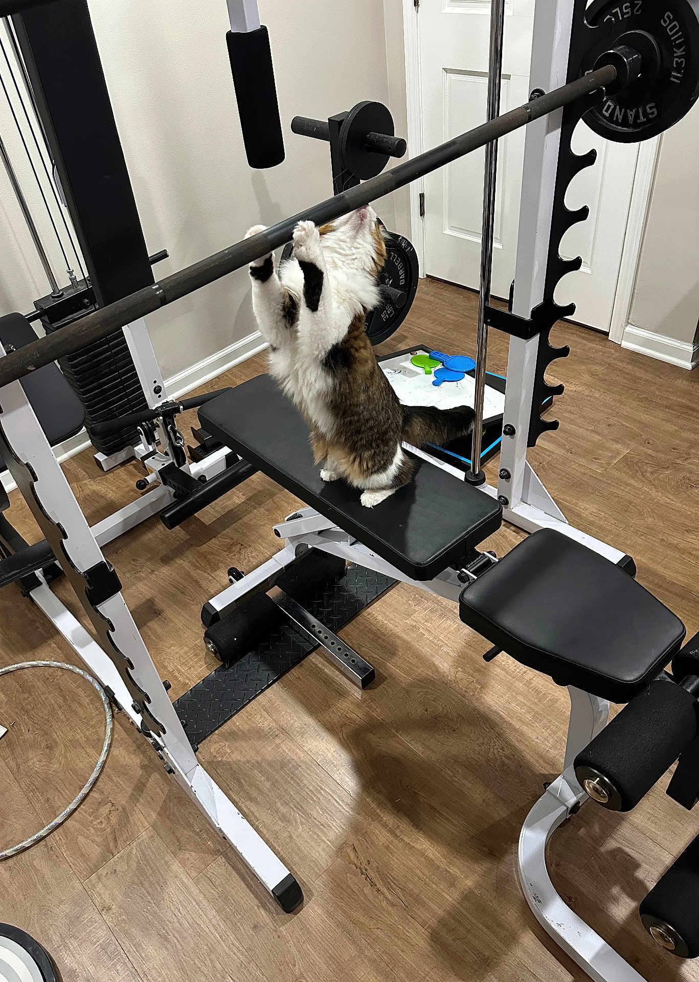 Daisy joined the competition — help win amazing prizes! cat, gym_equipment, barbell, bench, home_gym, wooden_floor, indoor, pet, animal, feline, exercise, fitness, weightlifting, strength_training, white_wall, door, flooring, black_padding, metal_frame, playful