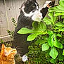 animal, black_and_white_cat, butterfly, cat, curious, daylight, fence, flower, foliage, garden, green_leaves, nature, orange_cat, outdoor, paw, pet, plant, playful, whiskers, wildlife