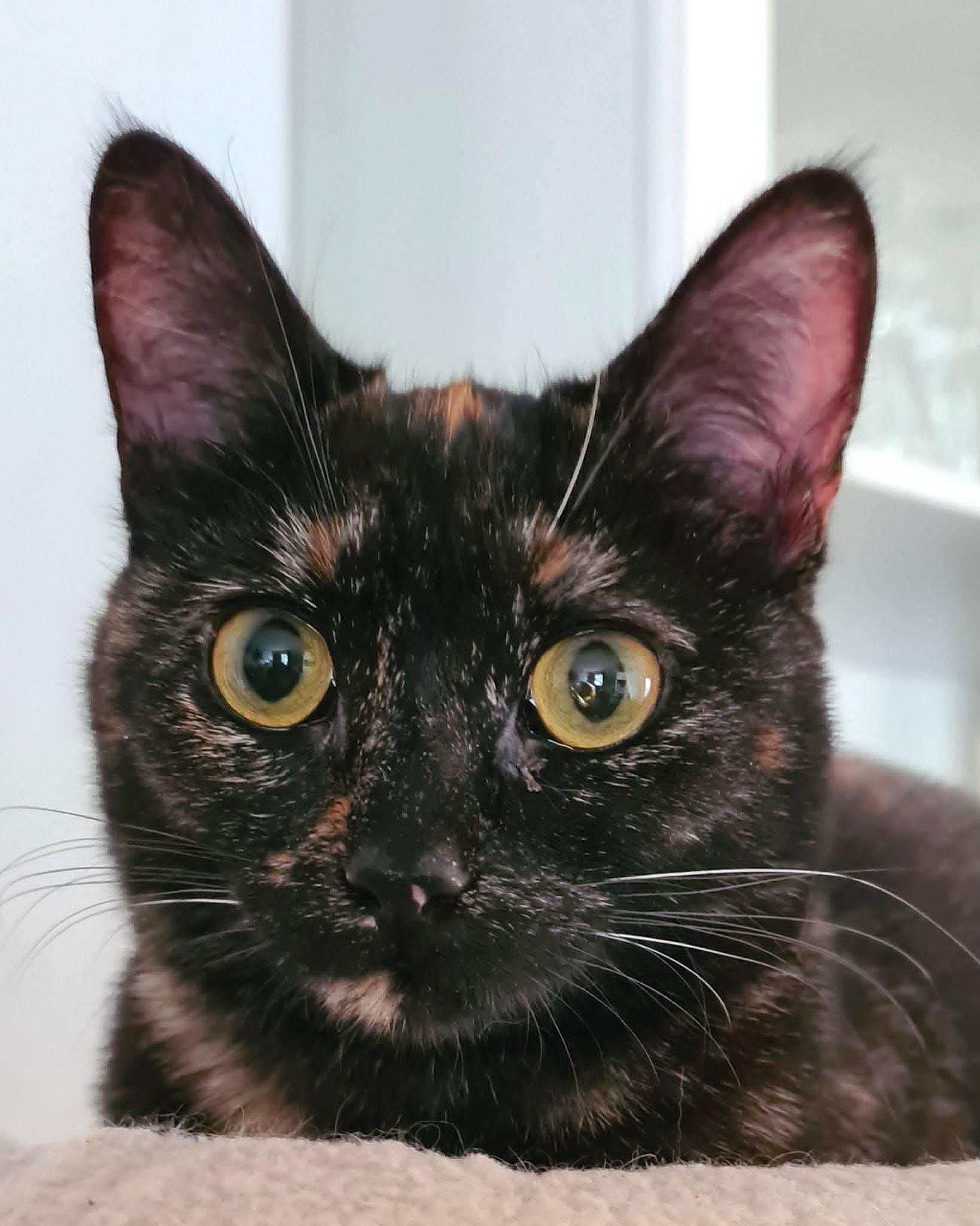 Châtaigne participe au concours pour gagner de l'argent avec cette photo : black_cat, bombay, carnivore, cat, domestic_short_haired_cat, ear, fawn, felidae, fur, siamese, small_to_medium_sized_cats, snout, thai, whiskers