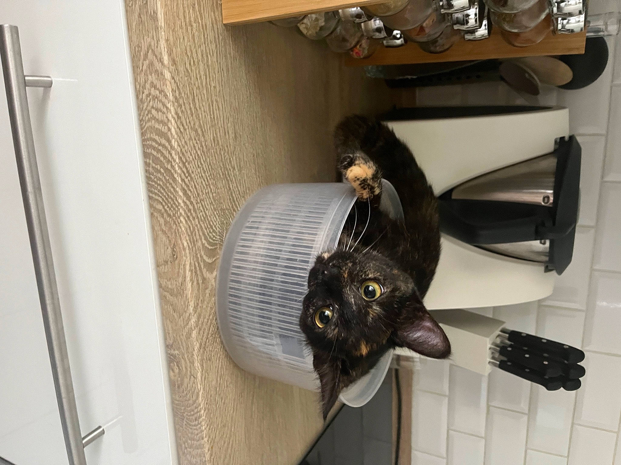 Châtaigne participe au concours pour gagner de l'argent avec cette photo : black_cat, carnivore, cat, ceiling, felidae, flooring, fur, hardwood, metal, plumbing_fixture, room, shelf, shelving, small_to_medium_sized_cats, tail, whiskers, wood