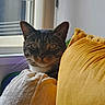 Leia is registered to the contest to win money with this photo: blanket, cat, cozy, curious, cushion, domestic_animal, ears, face, feline, fur, home, indoor, natural_light, pet, relaxation, tabby_cat, whiskers, white, window, yellow