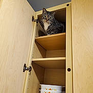 Leia joined the competition — help win amazing prizes! animal, cabinet_hinge, casserole_dishes, cat, curious, domestic_cat, feline, floral_pattern, household, indoor, kitchen_cabinet, light_wood, open_cabinet, pet, shelf, stacked_dishes, storage, tabby, vintage_dishes, wood