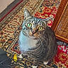 Leia is registered to the contest to win money with this photo: animal, cable, carpet, cat, closeup, cord, curious, domestic_cat, floor, furniture, green_eyes, indoor, looking_up, oriental_rug, patterned_rug, pet, rug, tabby_cat, whiskers, wicker_basket