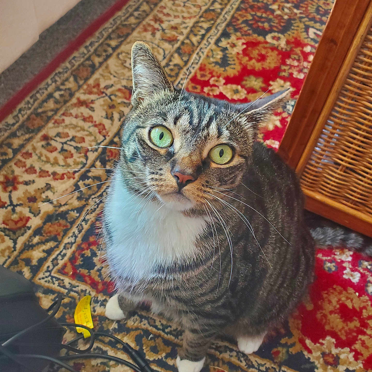Leia is registered to the contest to win money with this photo: animal, cable, carpet, cat, closeup, cord, curious, domestic_cat, floor, furniture, green_eyes, indoor, looking_up, oriental_rug, patterned_rug, pet, rug, tabby_cat, whiskers, wicker_basket