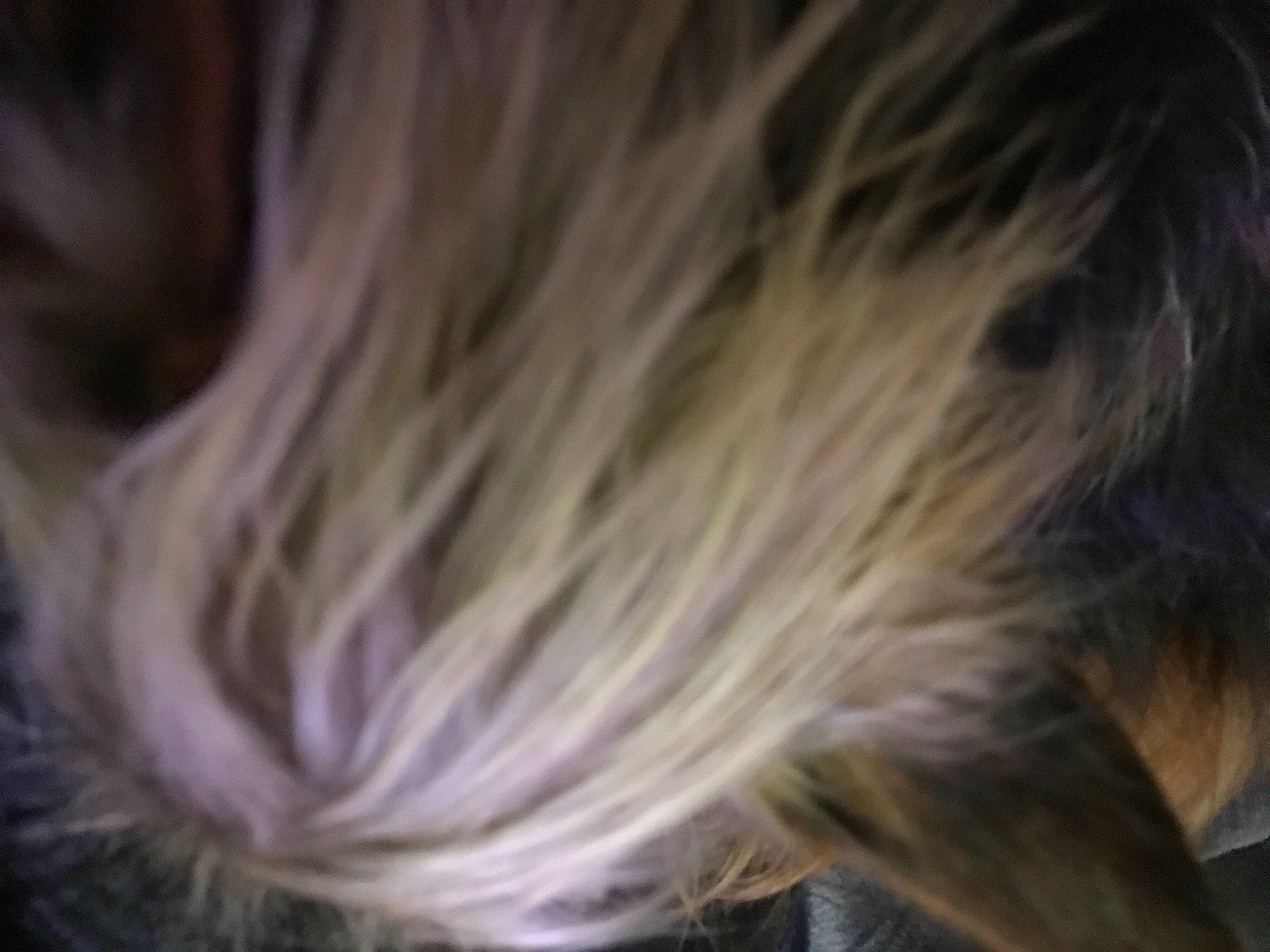 Louie is registered to the contest to win money with this photo: bangs, canidae, carnivore, companion_dog, dog_breed, electric_blue, eye, eyelash, fashion_accessory, feathered_hair, felidae, fur, hair_coloring, jaw, layered_hair, liver, magenta, sporting_group, surfer_hair, whiskers