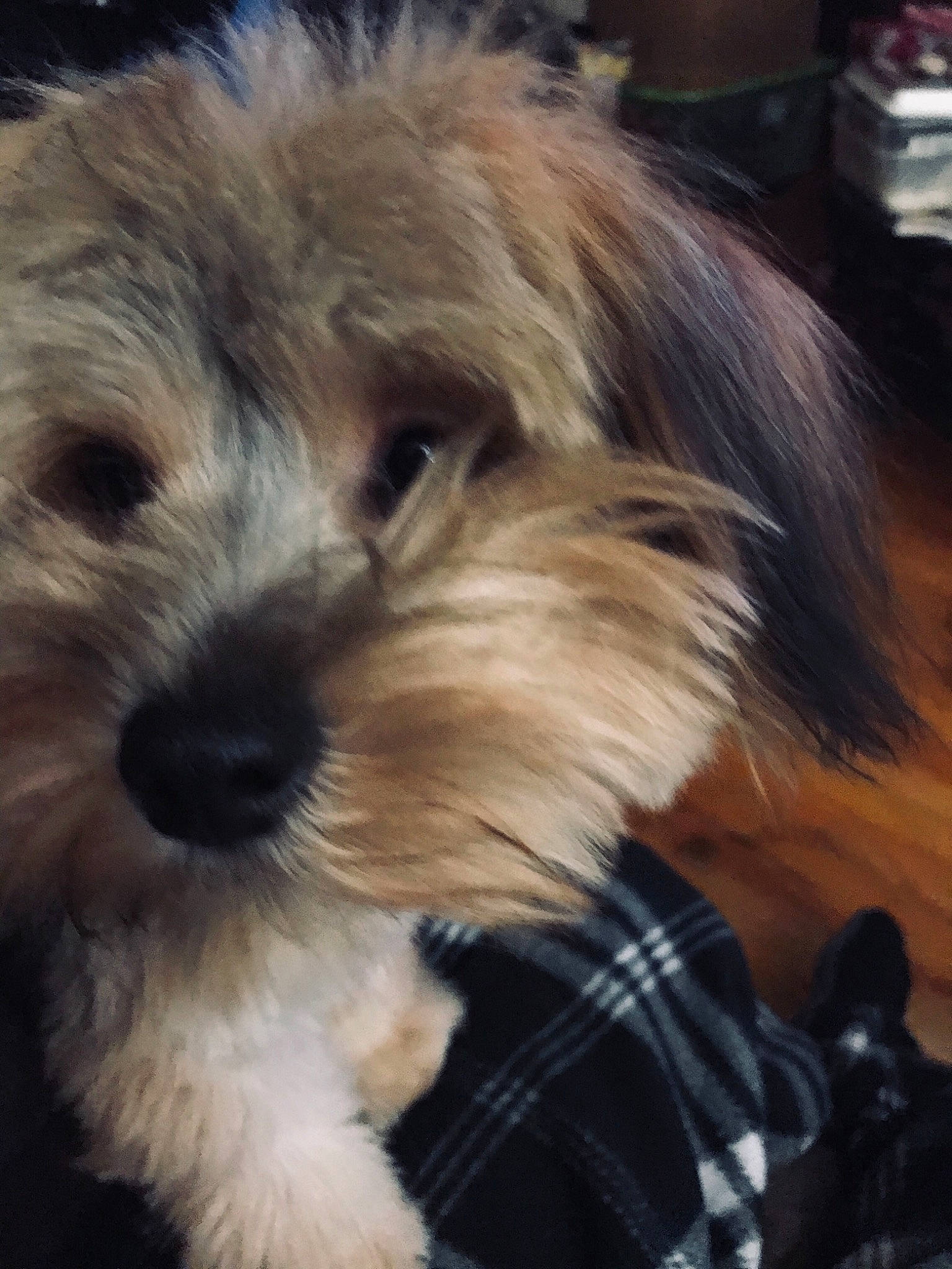Bennie is registered to the contest to win money with this photo: biewer_terrier, carnivore, companion_dog, dog, dog_breed, fur, maltepoo, non_sporting_group, plaid, poodle_crossbreed, puppy_love, shih_poo, small_terrier, snout, tartan, terrier, toy_dog, working_animal