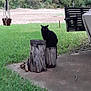 black_cat, tree_stump, grass, backyard, outdoor, nature, wood, swing, hanging_planter, concrete, greenery, animal, pet, quiet, peaceful, daylight, plant, rustic, sitting, feline