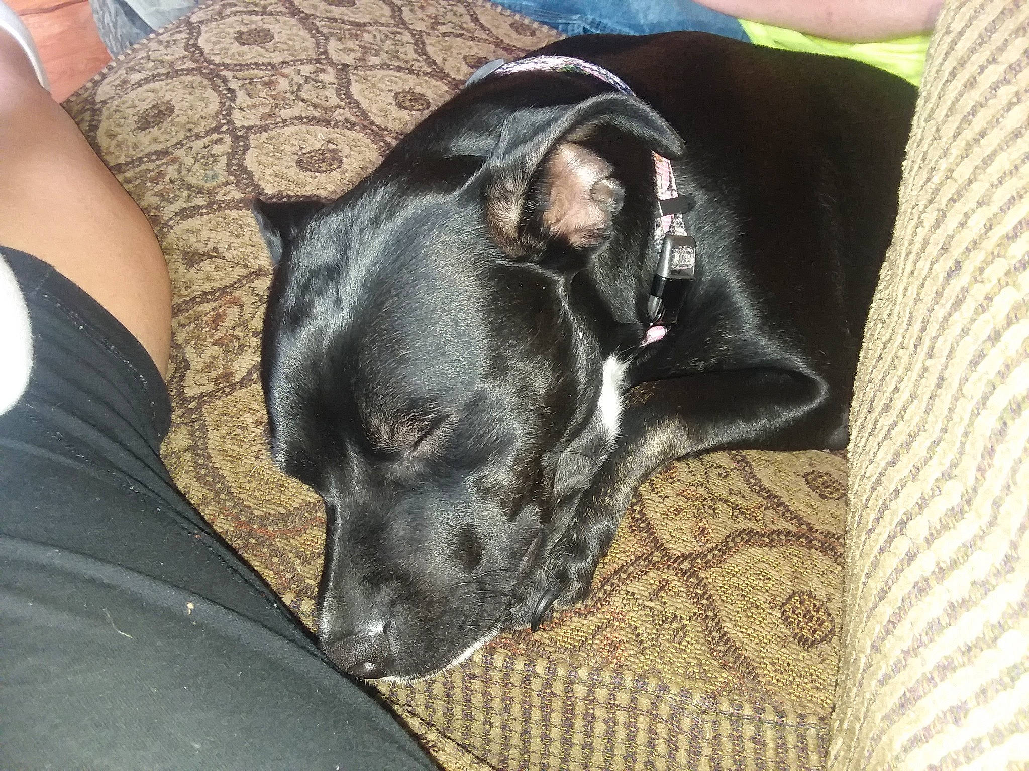 Precious is registered to the contest to win money with this photo: canidae, carnivore, companion_dog, dog, dog_breed, ear, great_dane, guard_dog, mammal, nap, non_sporting_group, pillow, sleep, snout, sporting_group, whiskers