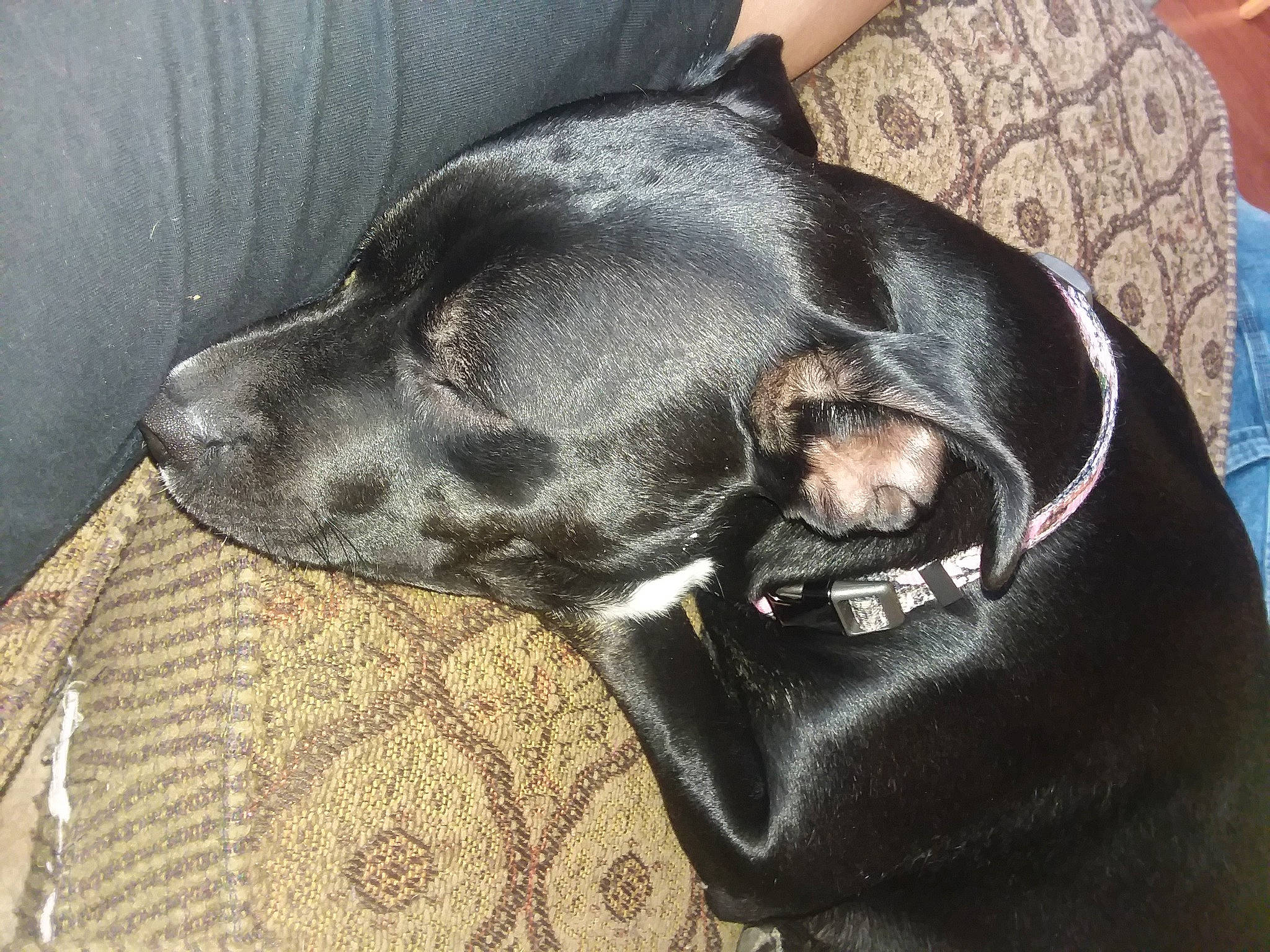 Precious is registered to the contest to win money with this photo: beagador, canidae, carnivore, companion_dog, dog, dog_breed, dog_collar, ear, fawn, great_dane, guard_dog, labrador_retriever, mammal, non_sporting_group, patterdale_terrier, snout, sporting_group