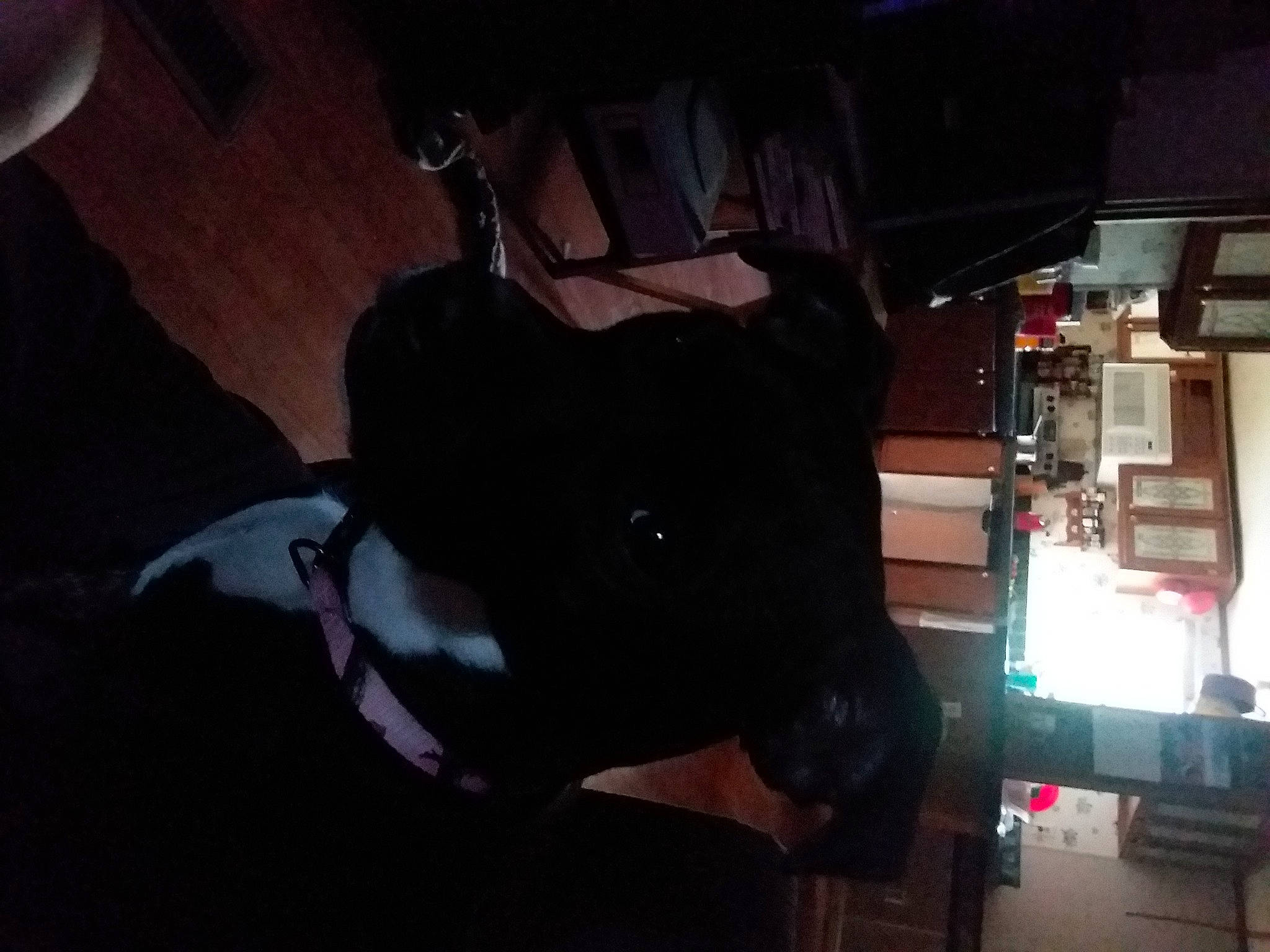 Precious is registered to the contest to win money with this photo: black, black_hair, darkness, fun, guard_dog, light, midnight, muscle, night, photograph, photography, room, snapshot