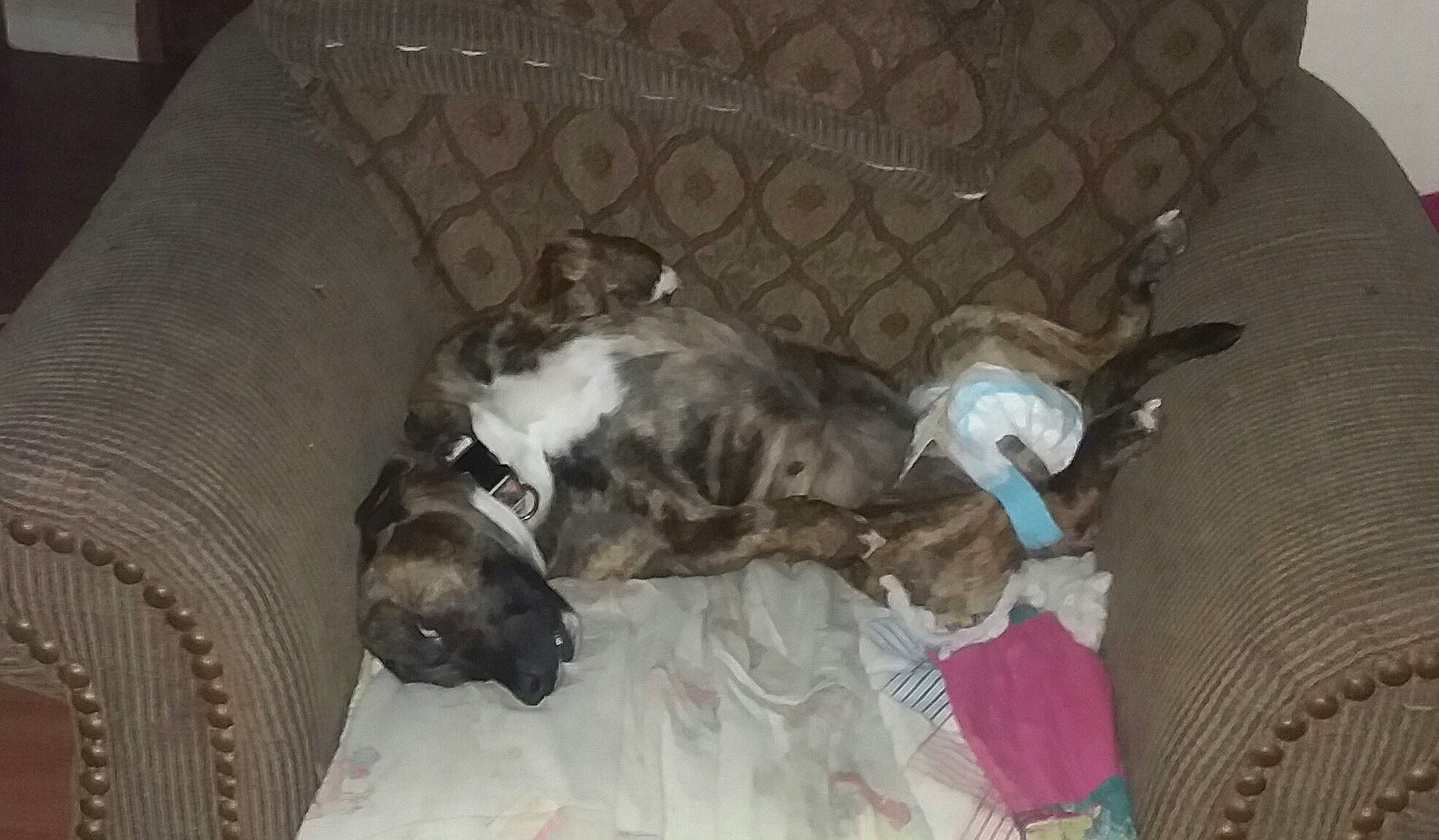 Reese is registered to the contest to win money with this photo: american_pit_bull_terrier, canidae, carnivore, dog, dog_breed, fawn, mammal, non_sporting_group, pit_bull, puppy, sporting_group