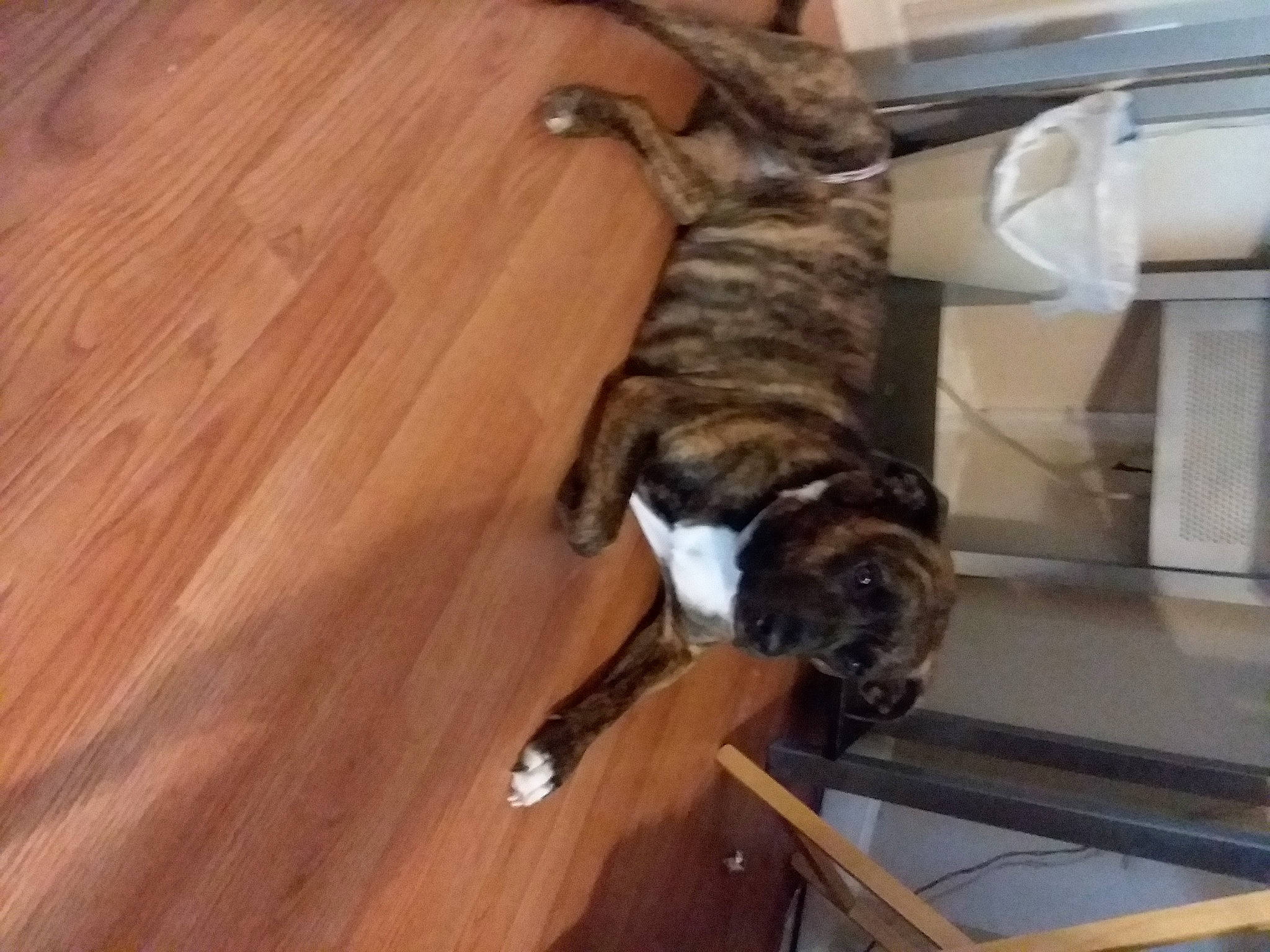 Reese joined the competition — help win amazing prizes! boxer, canidae, carnivore, cat, dog, dog_breed, fawn, felidae, floor, flooring, hardwood, laminate_flooring, old_english_bulldog, olde_english_bulldogge, wood