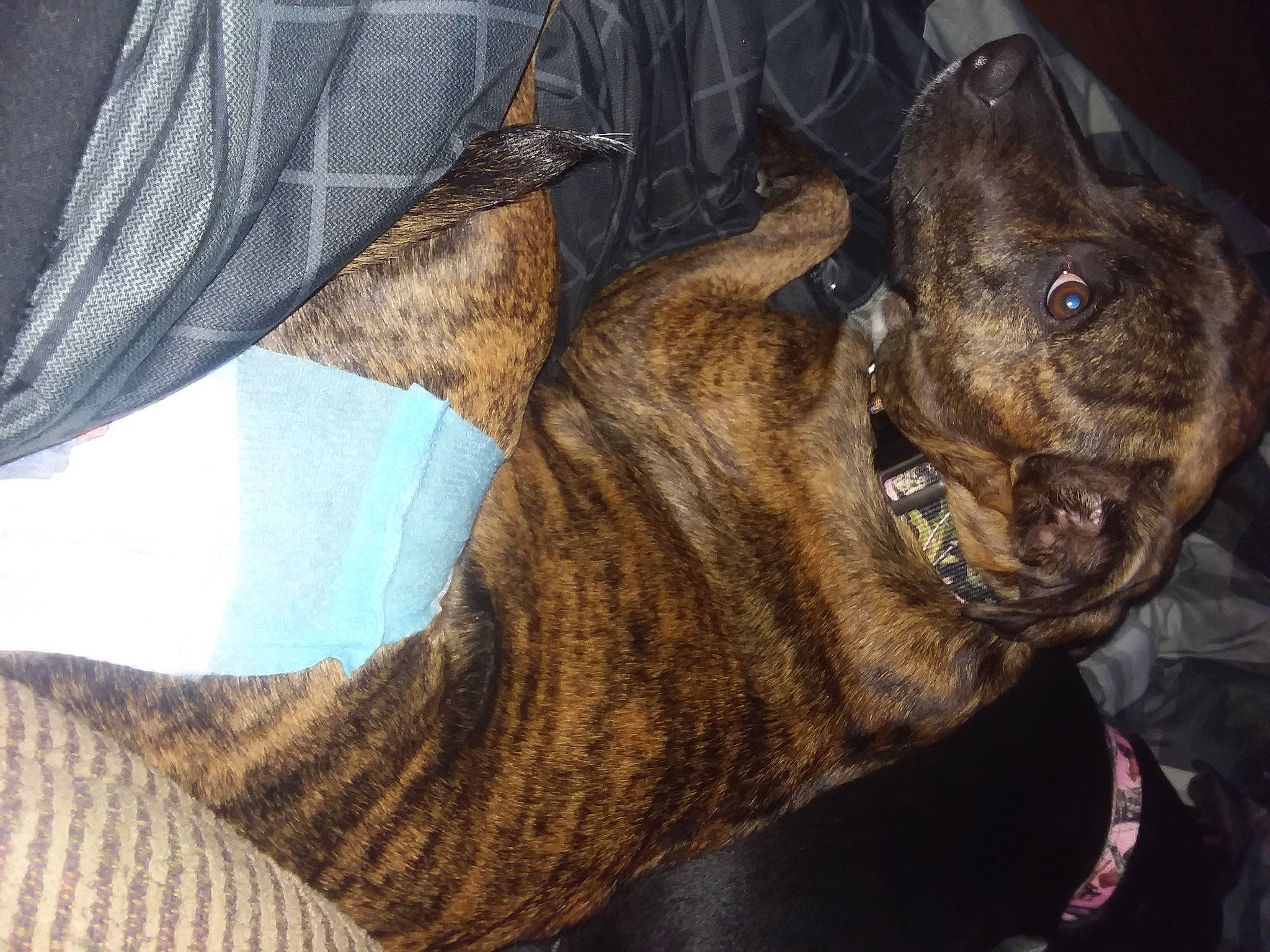 Reese joined the competition — help win amazing prizes! alaunt, american_bulldog, american_pit_bull_terrier, american_staffordshire_terrier, bandog, bulldog, canidae, carnivore, companion_dog, dog, dog_breed, fawn, french_bulldog, guard_dog, mammal, molosser, non_sporting_group, olde_english_bulldogge, perro_de_presa_canario, staffordshire_bull_terrier