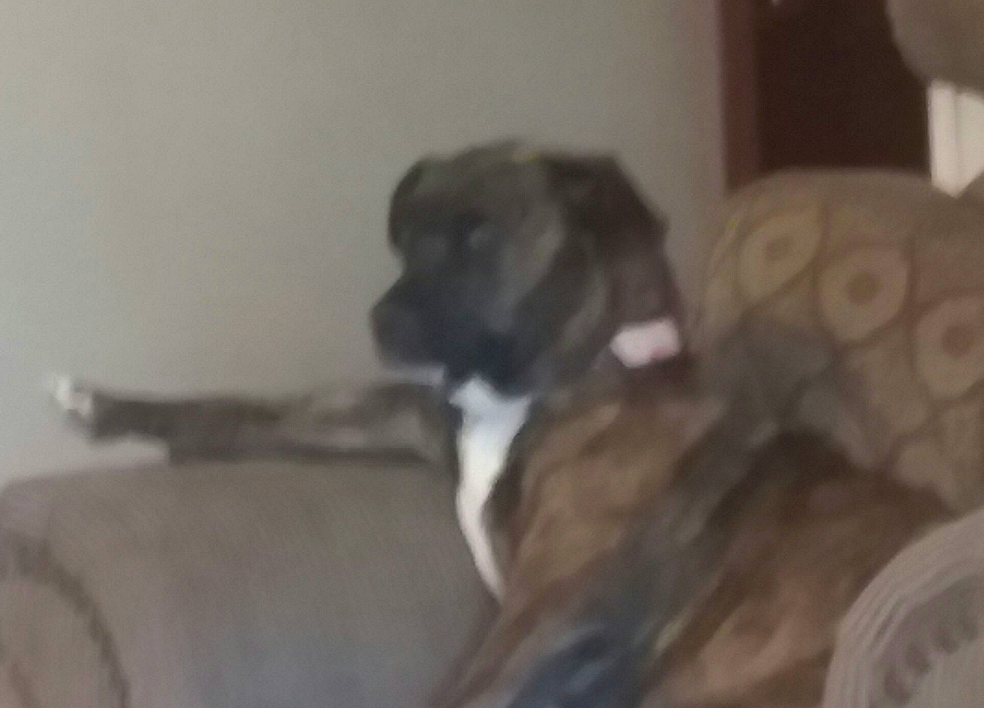 Reese joined the competition — help win amazing prizes! boxer, bullmastiff, cane_corso, canidae, carnivore, dog, dog_breed, english_mastiff, fawn, great_dane, guard_dog, mammal, molosser, non_sporting_group, perro_de_presa_canario, puppy, snout, sporting_group, vertebrate, working_dog