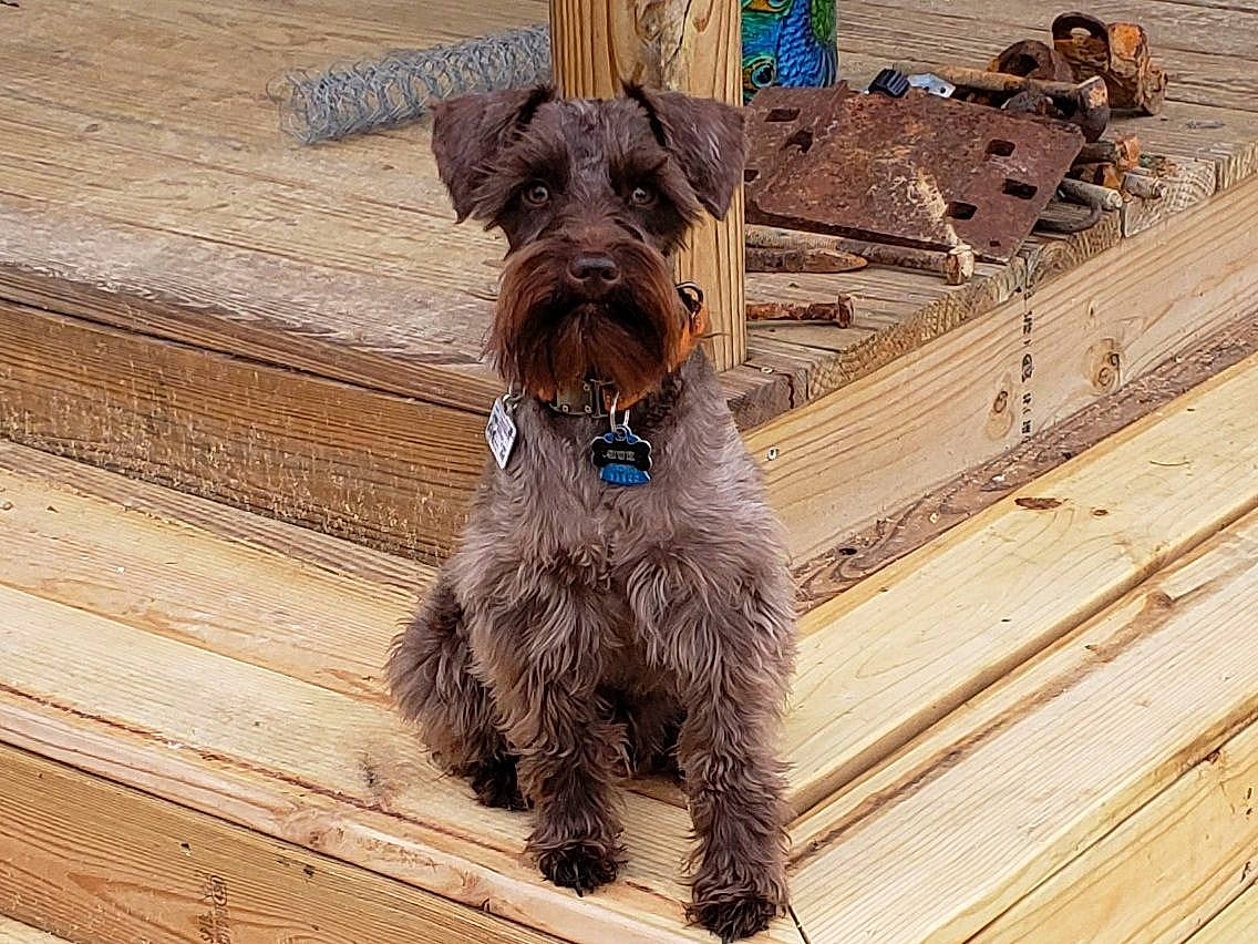 Huk joined the competition — help win amazing prizes! canidae, carnivore, collar, companion_dog, dog, dog_breed, dog_collar, dog_supply, fawn, fur, hardwood, liver, plank, schnauzer, snout, sporting_group, standard_schnauzer, water_dog, wood, working_animal