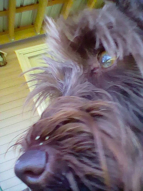 Huk is registered to the contest to win money with this photo: biewer_terrier, canidae, carnivore, companion_dog, dog, dog_breed, fawn, fur, liver, maltepoo, non_sporting_group, small_terrier, sporting_group, terrier, toy_dog, water_dog, whiskers, working_animal