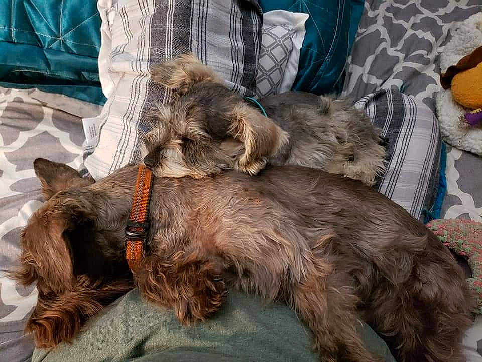 Huk joined the competition — help win amazing prizes! canidae, carnivore, companion_dog, dog, dog_breed, fur, giant_dog_breed, liver, natural_material, sporting_group, terrier, working_animal, working_terrier