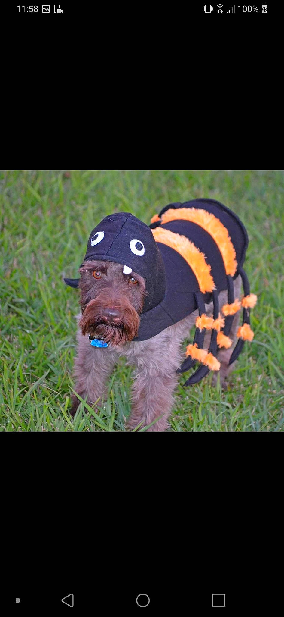 Huk joined the competition — help win amazing prizes! ball, canidae, carnivore, companion_dog, dog, dog_breed, dog_clothes, dog_supply, fawn, grass, grassland, lawn, personal_protective_equipment, plant, snout, soil, sporting_group, tail, toy, working_animal