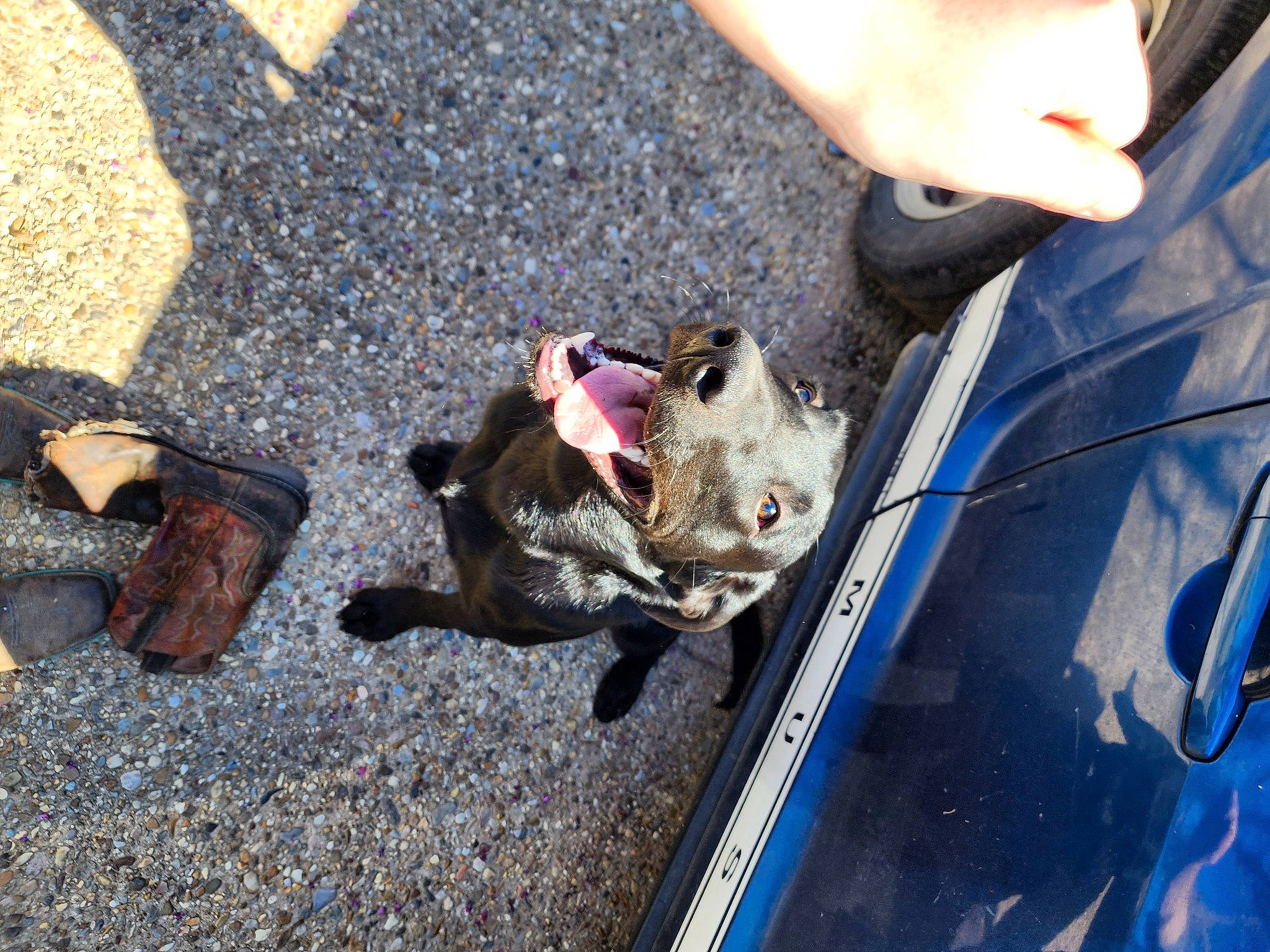 Dakota joined the competition — help win amazing prizes! asphalt, auto_part, automotive_exterior, canidae, carnivore, companion_dog, dog, dog_breed, electric_blue, fawn, felidae, fur, leash, road_surface, small_to_medium_sized_cats, soil, sporting_group, vehicle_door