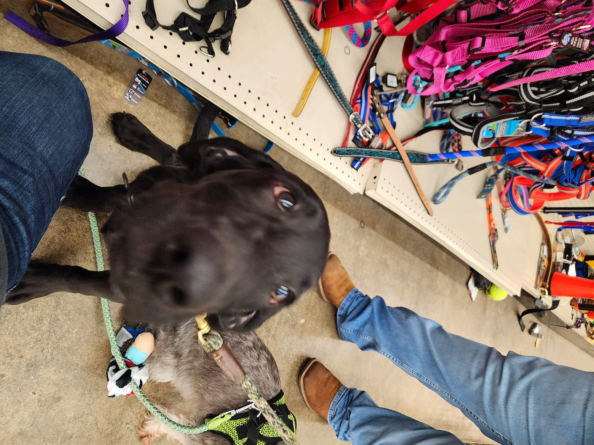 Dakota joined the competition — help win amazing prizes! adventure, art, artist, cable, carnivore, collar, dog, dog_breed, electric_blue, electrical_supply, electrical_wiring, fawn, fun, helmet, personal_protective_equipment, recreation, sporting_group, visual_arts, wire, working_animal