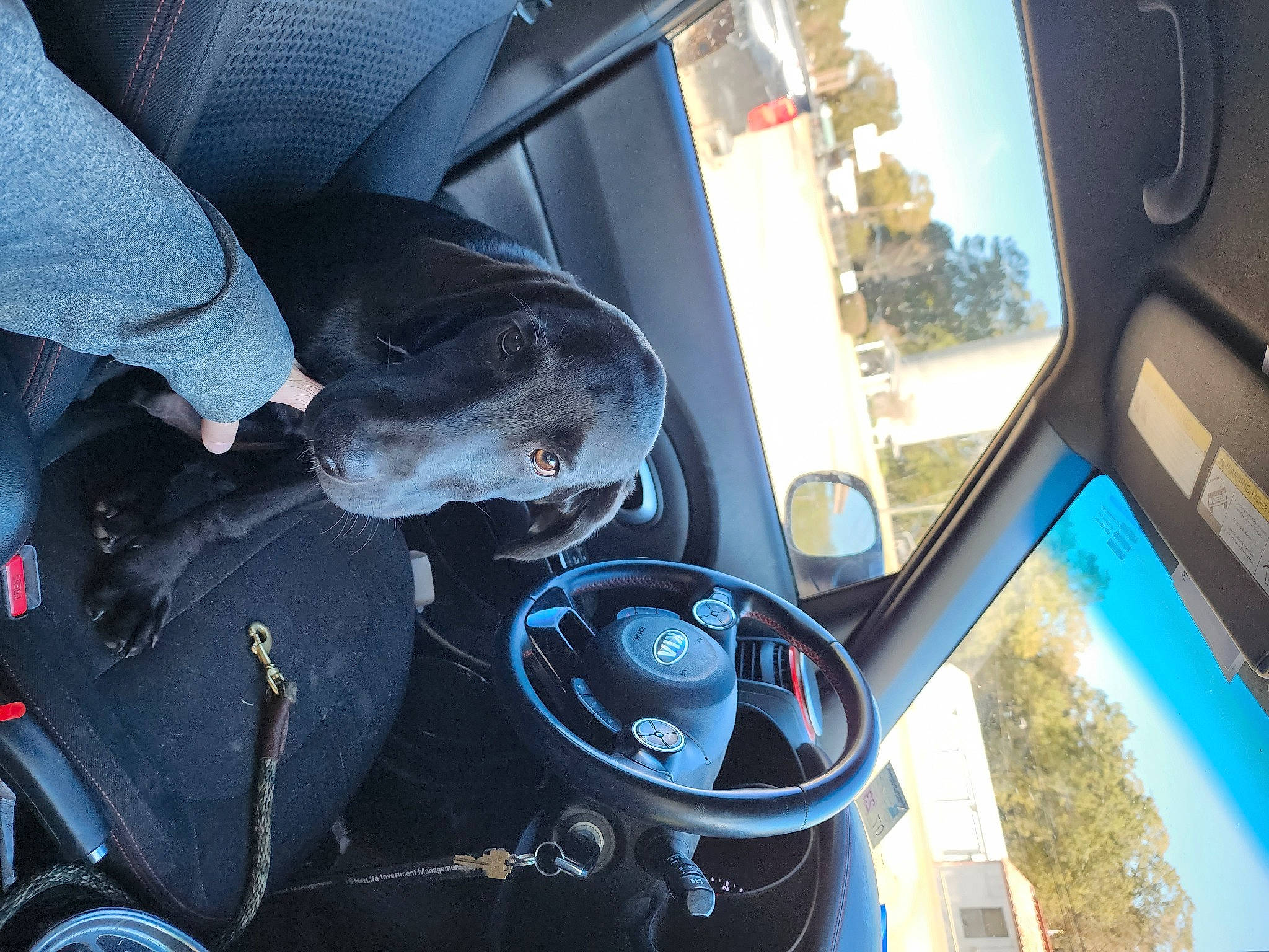 Dakota is registered to the contest to win money with this photo: auto_part, automotive_design, automotive_exterior, automotive_lighting, automotive_mirror, automotive_tire, car, dog, gauge, hood, motor_vehicle, personal_luxury_car, plant, rear_view_mirror, sky, steering_part, steering_wheel, vehicle, vehicle_door, window