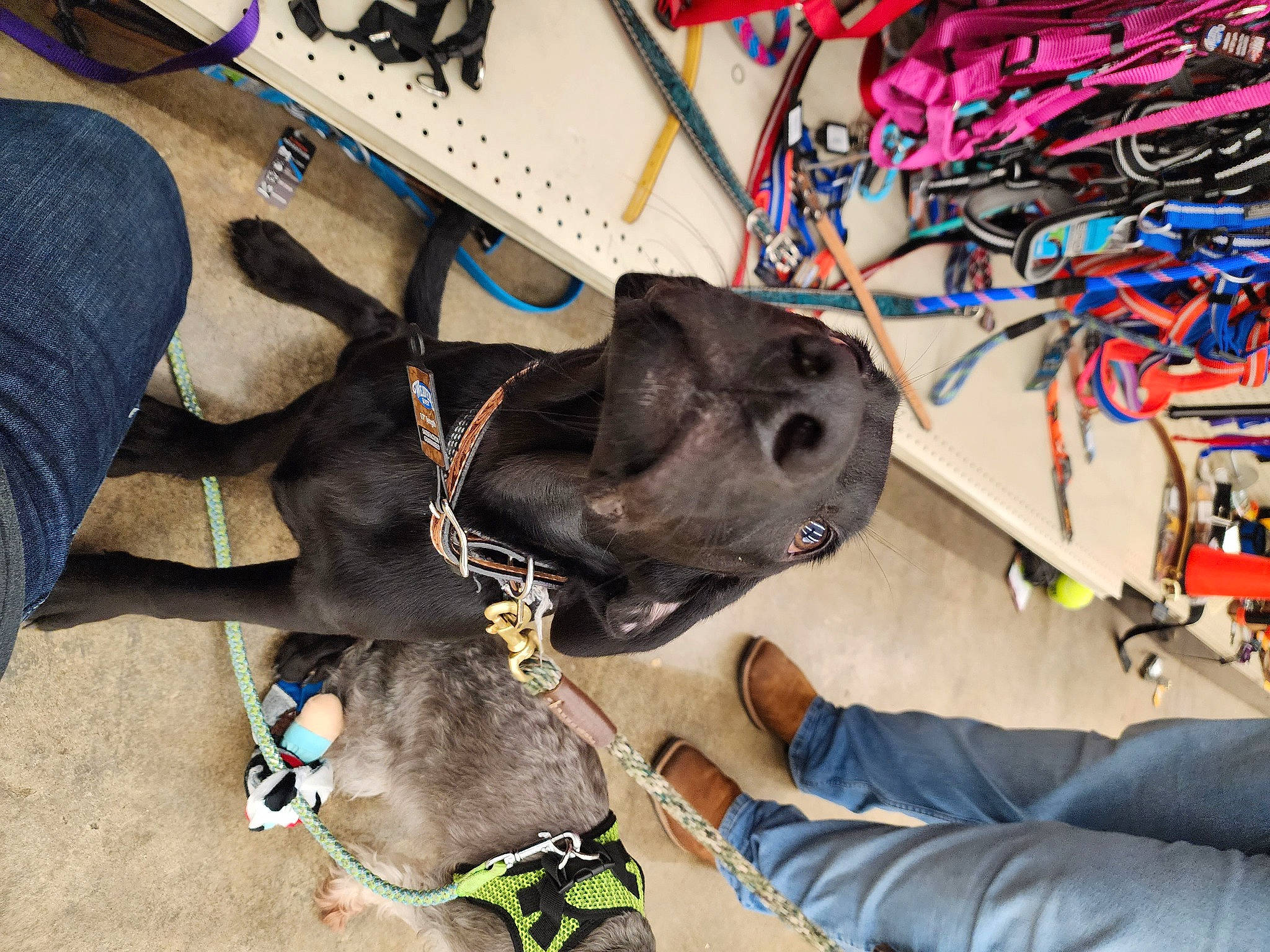 Dakota joined the competition — help win amazing prizes! audio_equipment, carnivore, collar, computer_hardware, dog, dog_breed, dog_collar, electrical_wiring, fashion_accessory, fawn, foot, human_leg, leash, personal_protective_equipment, shoe, snout, sporting_group, visual_arts, wire, working_animal