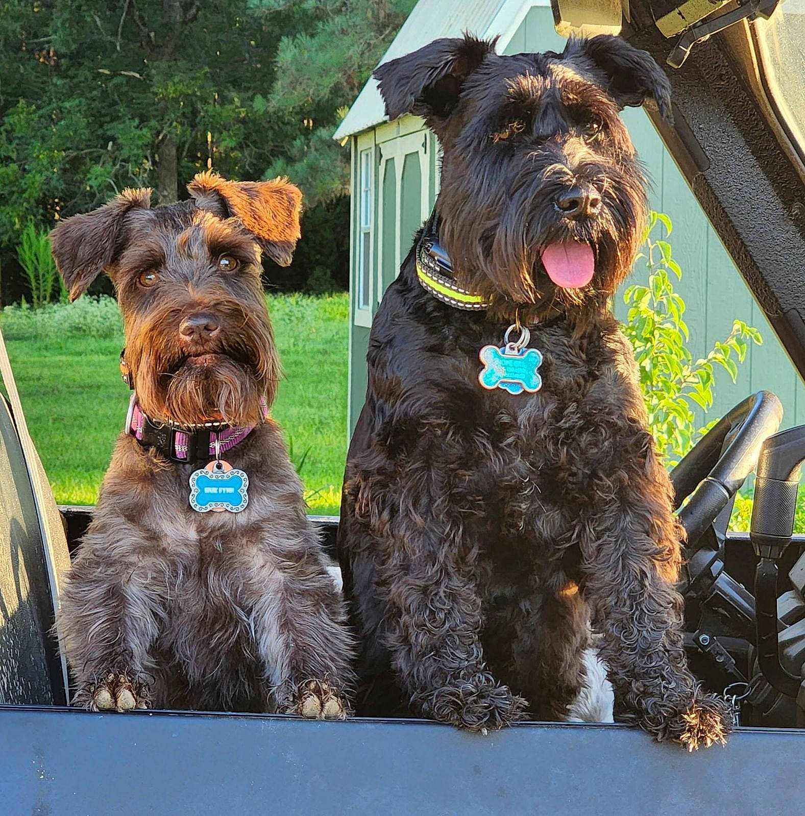 Roux is registered to the contest to win money with this photo: canidae, carnivore, collar, companion_dog, dog, dog_breed, dog_collar, dog_supply, fashion_accessory, flowerpot, giant_dog_breed, leash, liver, plant, sporting_group, standard_schnauzer, tree, water_dog, working_animal, working_dog