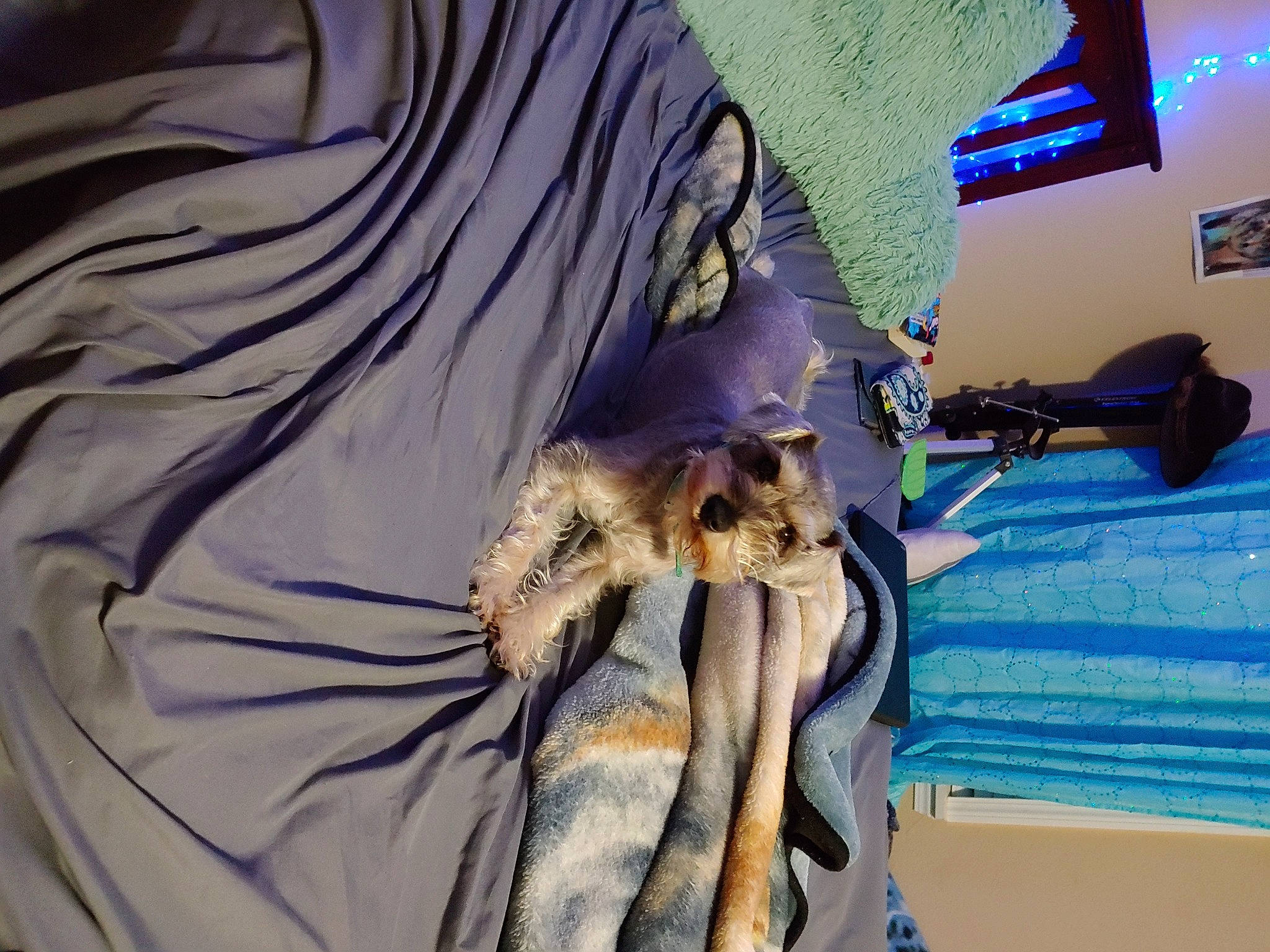 Luna is registered to the contest to win money with this photo: electric_blue, event, fashion_design, fawn, felidae, fur, houseplant, linens, pattern, purple, room, sporting_group, television, textile, visual_arts