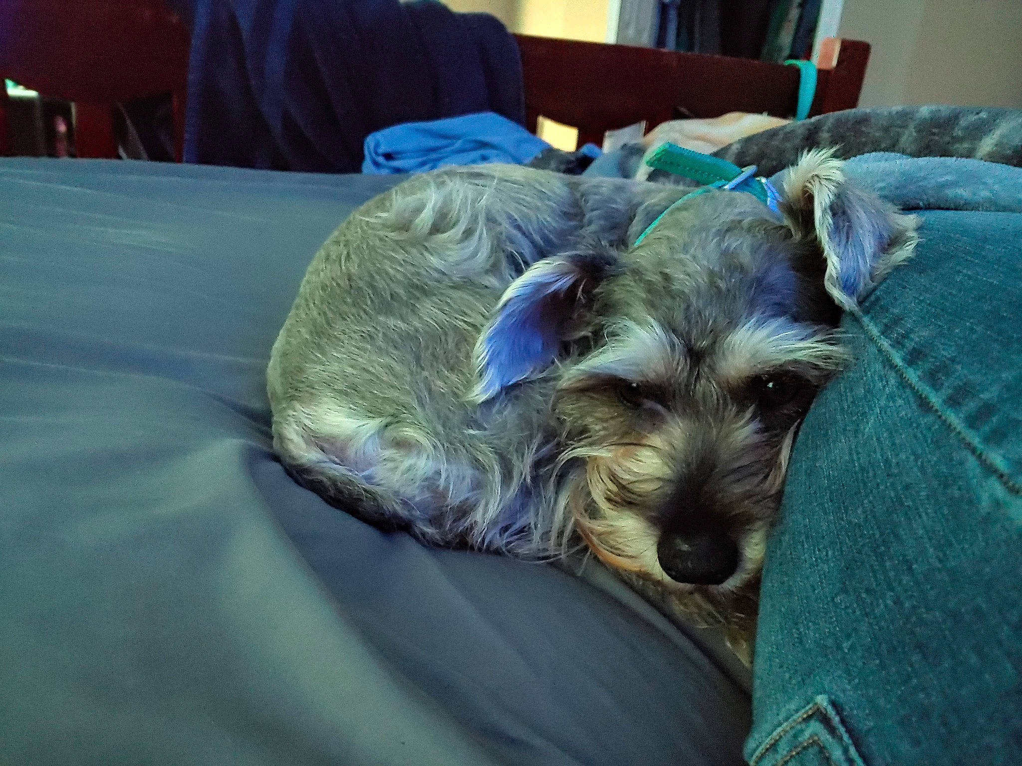 Luna joined the competition — help win amazing prizes! carnivore, chinese_crested_dog, comfort, companion_dog, couch, dog, dog_breed, dog_supply, fawn, felidae, furniture, liver, schnauzer, small_terrier, snout, sporting_group, standard_schnauzer, terrier, toy_dog, working_animal