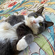 Mozart joined the competition — help win amazing prizes! cat, grey_and_white, lying_down, green_eyes, floral_rug, patterned_rug, indoor, pet, fur, whiskers, relaxed, cute, close_up, animal, domestic_cat, soft_texture, paws, laying, resting, background
