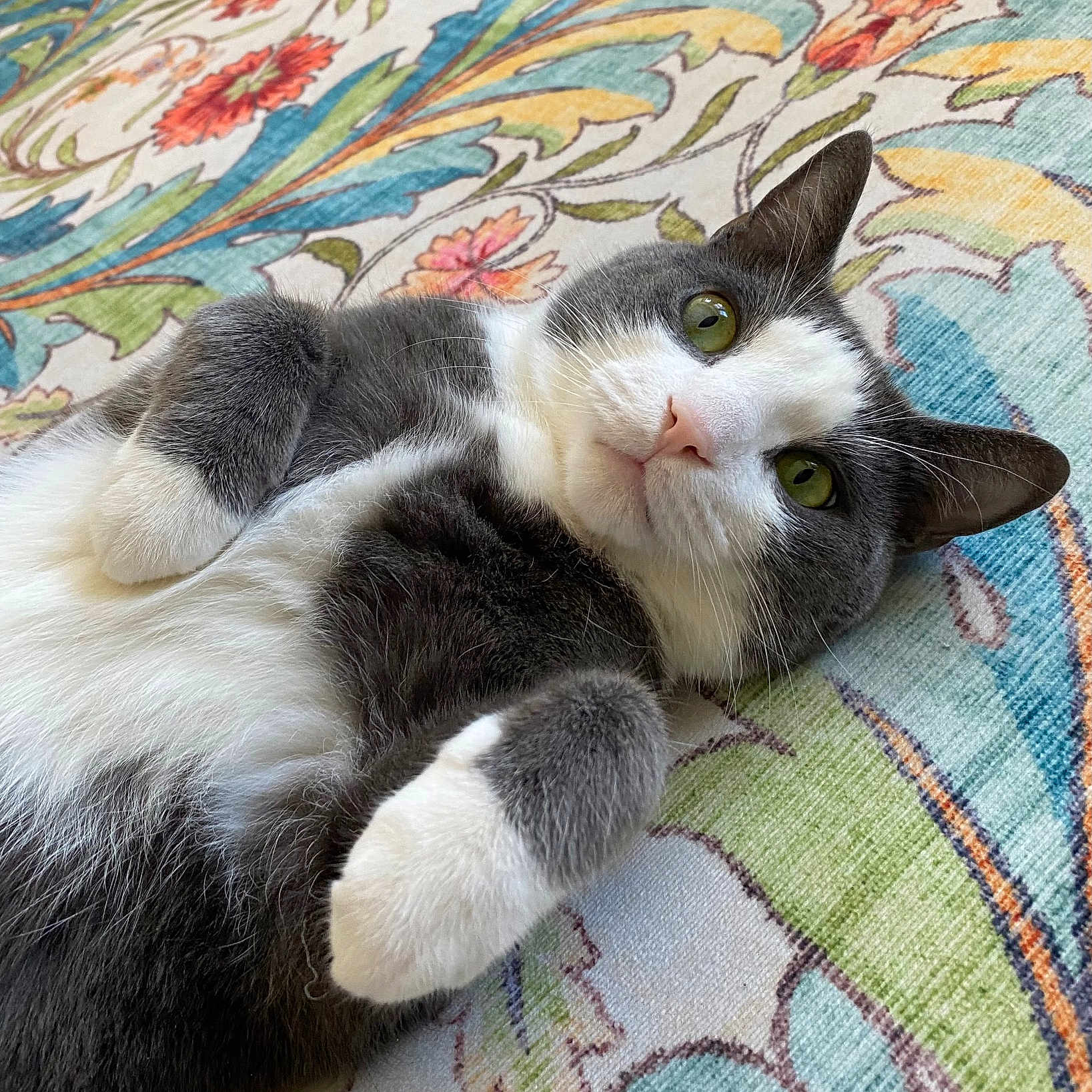 Mozart joined the competition — help win amazing prizes! cat, grey_and_white, lying_down, green_eyes, floral_rug, patterned_rug, indoor, pet, fur, whiskers, relaxed, cute, close_up, animal, domestic_cat, soft_texture, paws, laying, resting, background
