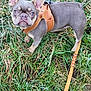 dog, french_bulldog, puppy, leash, harness, grass, outdoor, pet, canine, animal, frost, nature, cute, small_dog, brown, fur, ears, walking, playful, young
