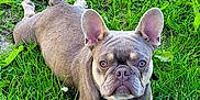 Twix a rejoint le concours — aidez-le/la à gagner de superbes lots ! dog, french_bulldog, grass, greenery, outdoor, pet, animal, lying_down, ears, face, eyes, nature, summer, flower, cute, canine, muzzle, collar, snout, paw