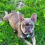 dog, french_bulldog, grass, greenery, outdoor, pet, animal, lying_down, ears, face, eyes, nature, summer, flower, cute, canine, muzzle, collar, snout, paw