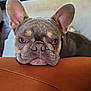 dog, french_bulldog, pet, animal, resting, indoor, cushion, close_up, ears, face, snout, brown, fur, cute, canine, companion, relaxed, sofa, domestic, portrait