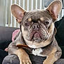 french_bulldog, dog, pet, canine, animal, ears, paws, couch, indoor, portrait, resting, looking_at_camera, collar, gray, furniture, close_up, cute, domestic_animal, companion, face